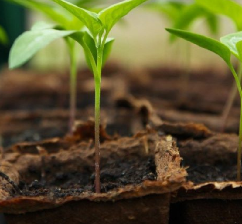 Seedlings growing in coir plugs