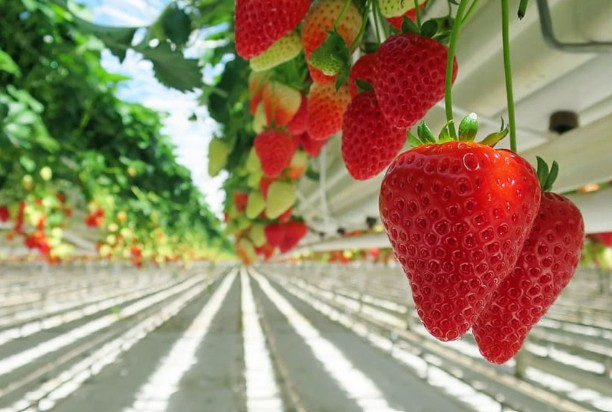 Strawberries growing in greenhouse with cocopeat grow bags