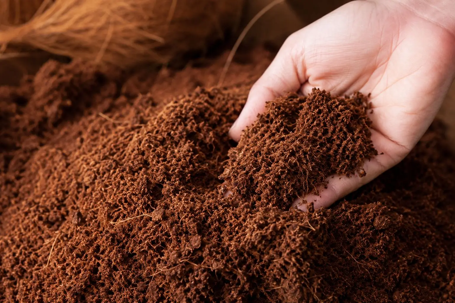 Sustainable coco coir growing media held in hand