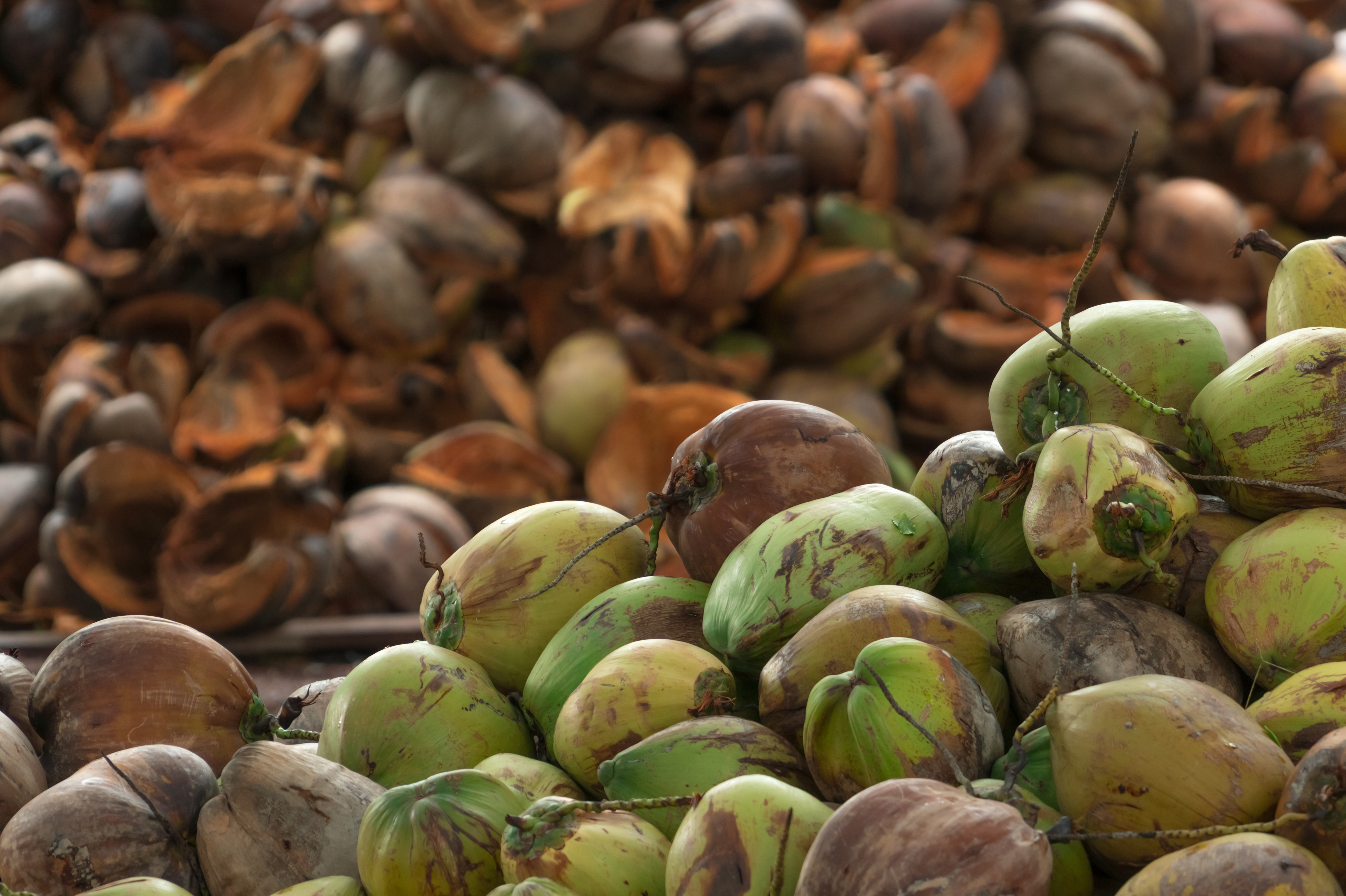 Pile of ripe coconuts from the harvest